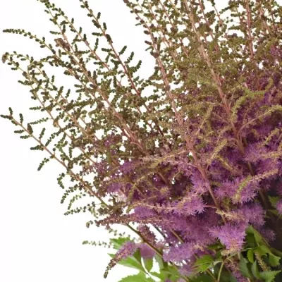 Astilbe AR AMETHYST 70cm