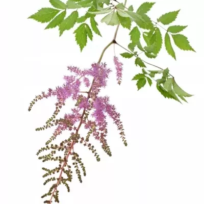 Astilbe AR AMETHYST 70cm