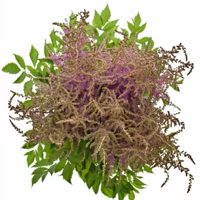 Astilbe AR AMETHYST 70cm