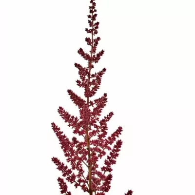 Astilbe AR GLUT 40cm