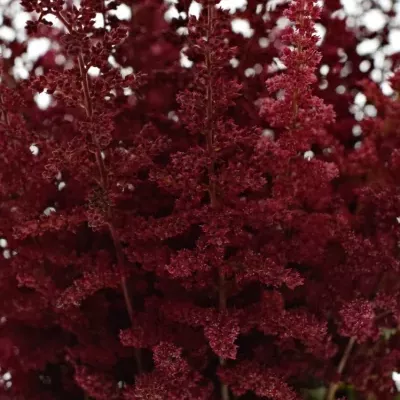 Astilbe AR GLUT 40cm