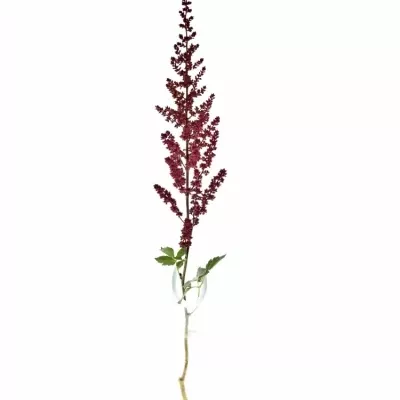 Astilbe AR GLUT 40cm