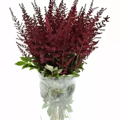 Astilbe AR GLUT 40cm