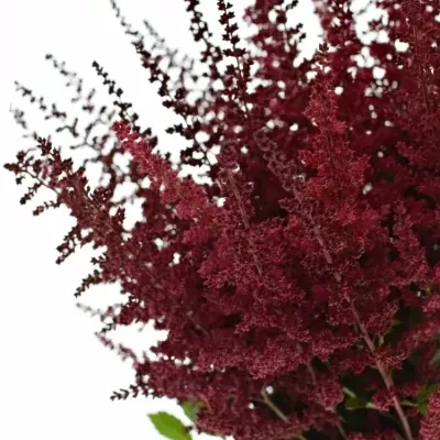 Astilbe AR GLUT 40cm