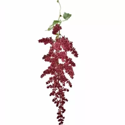 Astilbe AR GLUT 40cm