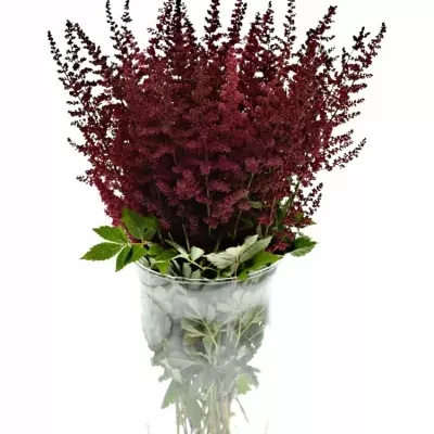 Astilbe AR GLUT 40cm