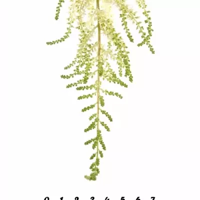 ASTILBE DIAMANT