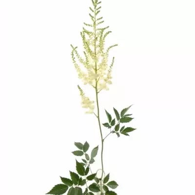 ASTILBE DIAMANT