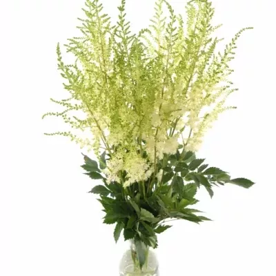 ASTILBE DIAMANT