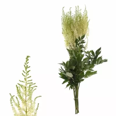 ASTILBE DIAMANT