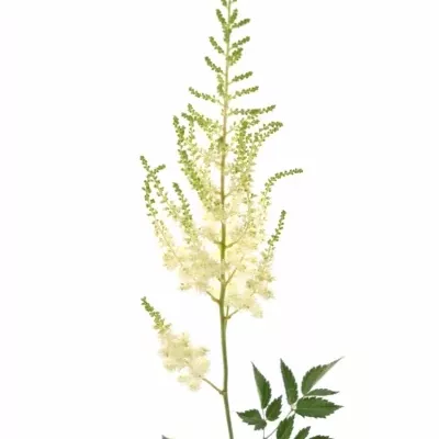 ASTILBE DIAMANT