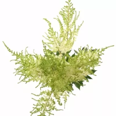 ASTILBE DIAMANT