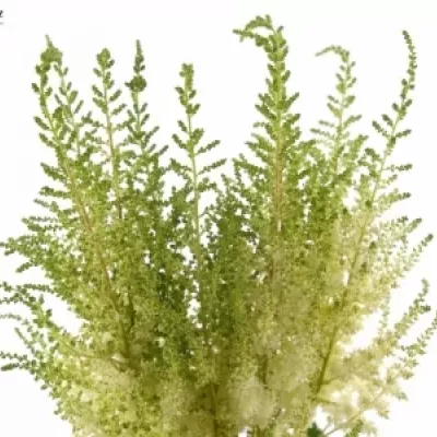 ASTILBE DIAMANT