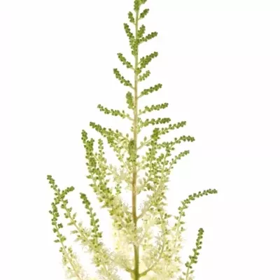 ASTILBE DIAMANT