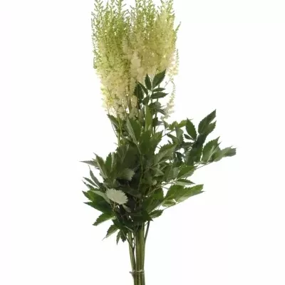 ASTILBE DIAMANT