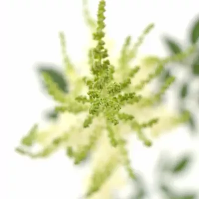 ASTILBE DIAMANT