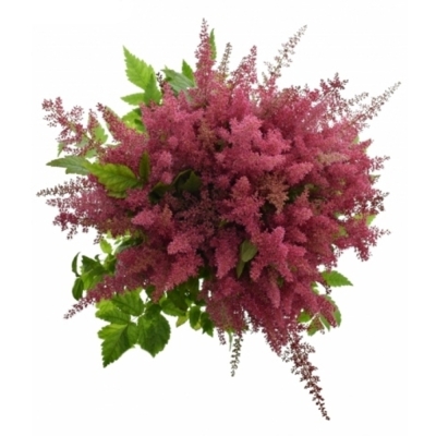 ASTILBE ELSE SCHLUCK