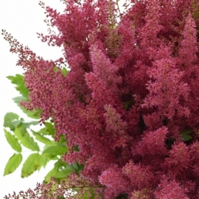 ASTILBE ELSE SCHLUCK