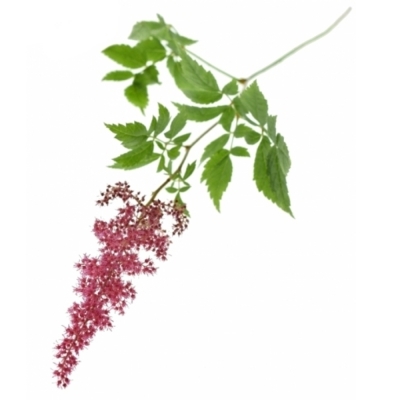 ASTILBE ELSE SCHLUCK