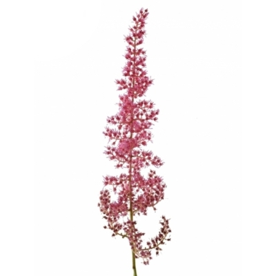 ASTILBE ELSE SCHLUCK