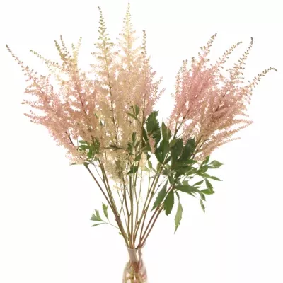 ASTILBE ERIKA 50cm