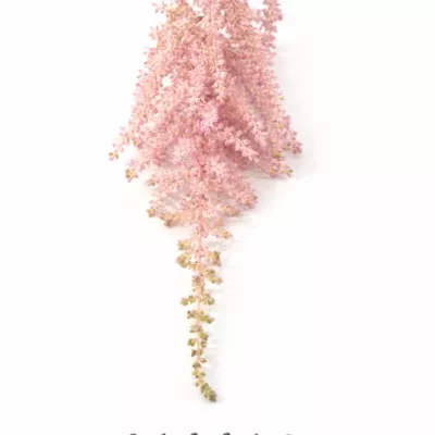 ASTILBE ERIKA 50cm