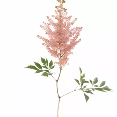 ASTILBE ERIKA 50cm