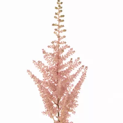 ASTILBE ERIKA 50cm