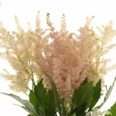 ASTILBE EUROPA