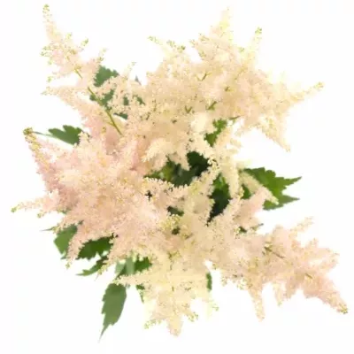 ASTILBE EUROPA