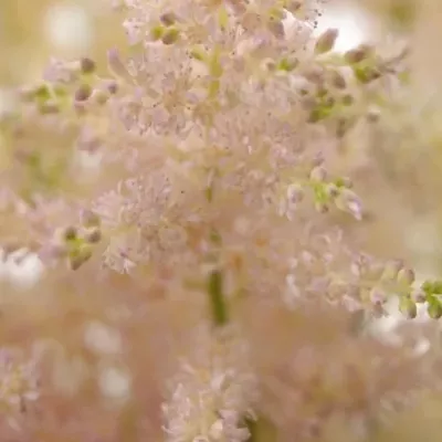 ASTILBE EUROPA