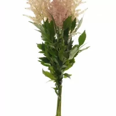 ASTILBE EUROPA