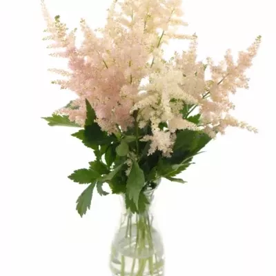 ASTILBE EUROPA