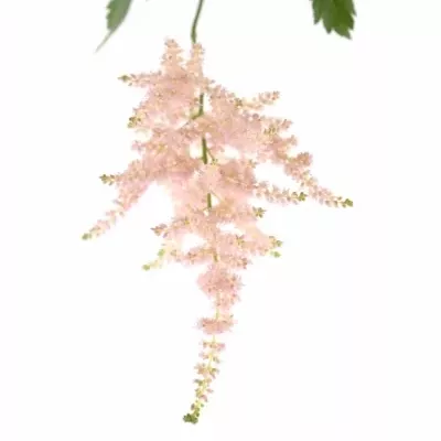 ASTILBE EUROPA