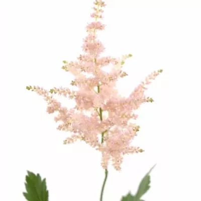 ASTILBE EUROPA