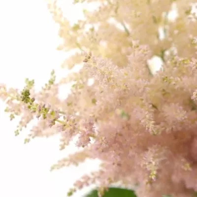 ASTILBE EUROPA