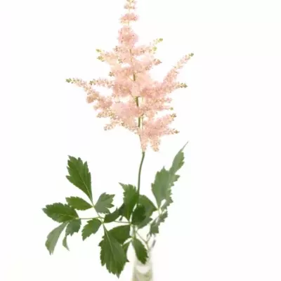 ASTILBE EUROPA