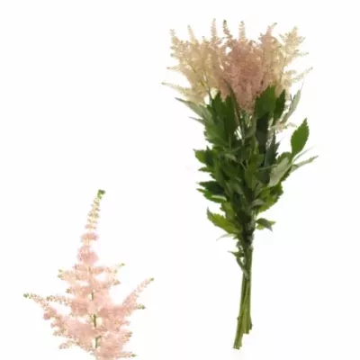 ASTILBE EUROPA