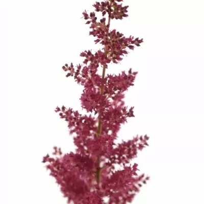 ASTILBE FANAL 