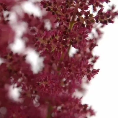 ASTILBE FANAL 45cm