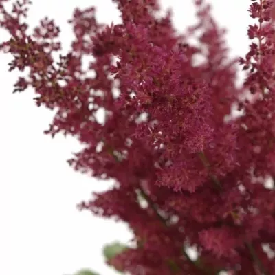 ASTILBE FANAL 