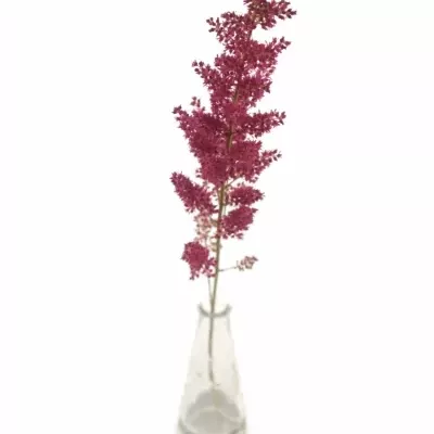 ASTILBE FANAL