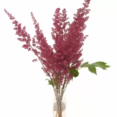 ASTILBE FANAL 