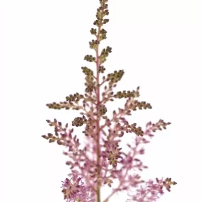 Astilbe GLORIA PURPUREA 50cm