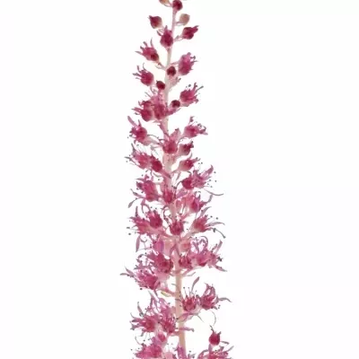 Astilbe JA RHEINLAND 45cm