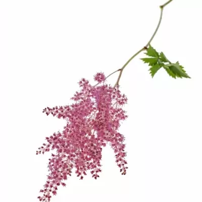 Astilbe JA RHEINLAND 45cm