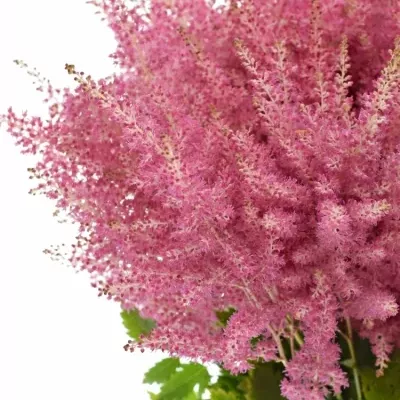 Astilbe JA RHEINLAND 45cm