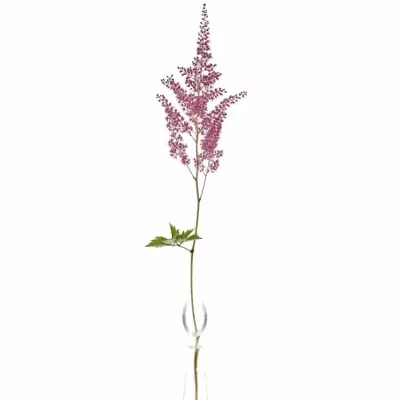 Astilbe JA RHEINLAND 45cm