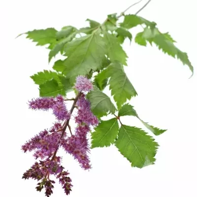 Astilbe MAGGIE DALEY 50cm