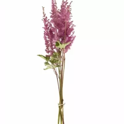 Astilbe MONTGOMERY